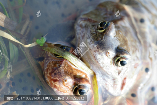 frosch20