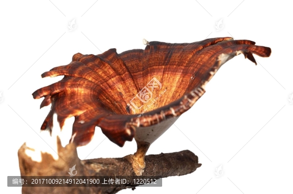 孤立