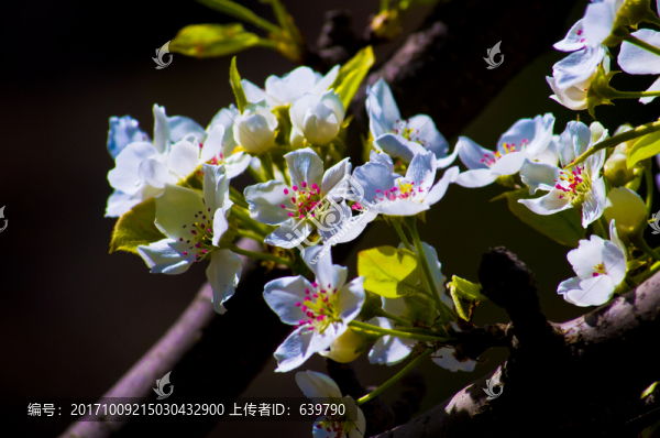 梨花