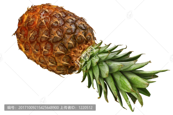 食品