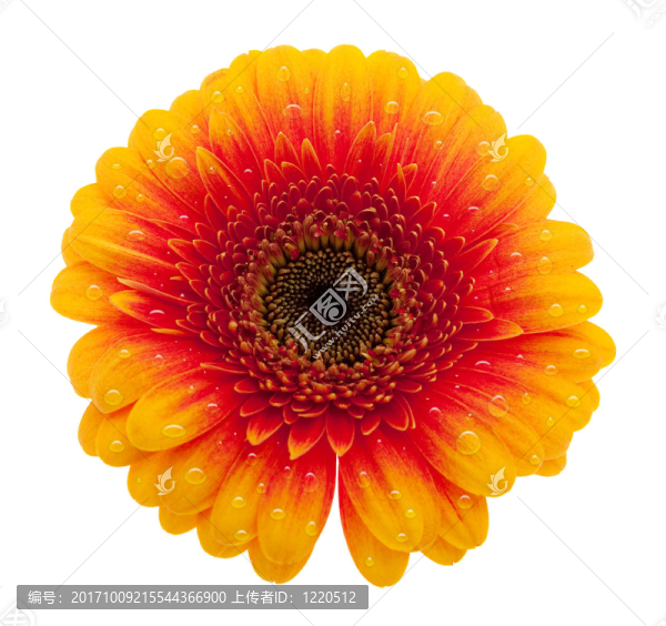 花卉