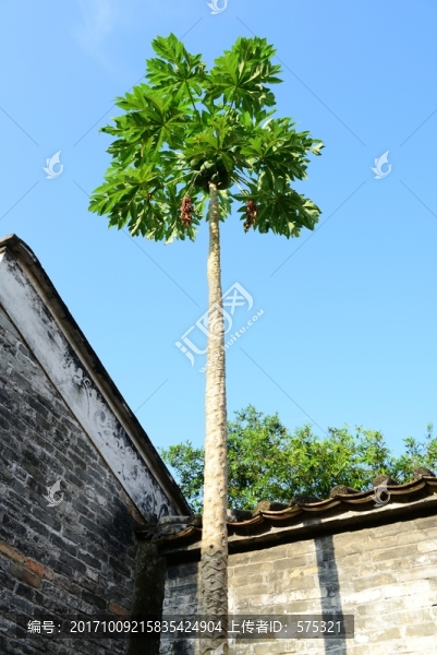 木瓜樹