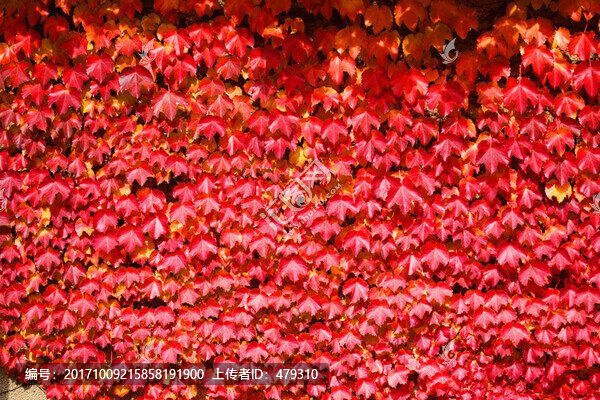 秋天紅葉,秋景圖,楓樹(shù),楓葉