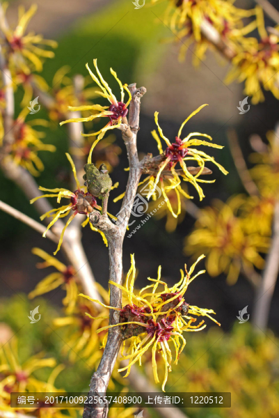 開(kāi)花