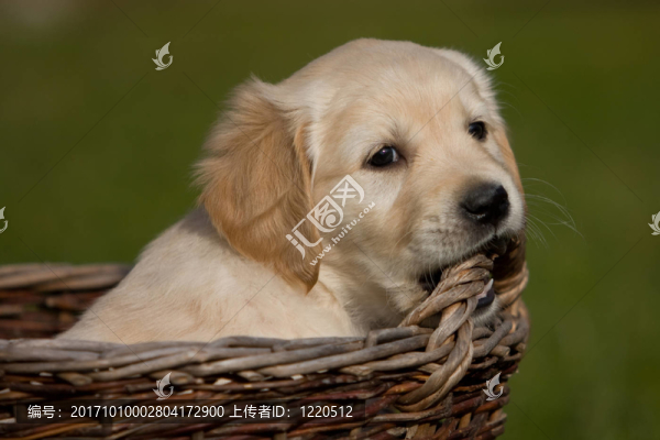 小狗在籃子里