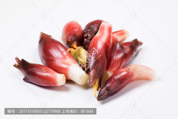 陽荷