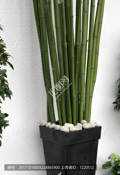 竹類植物