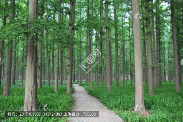 林間小路