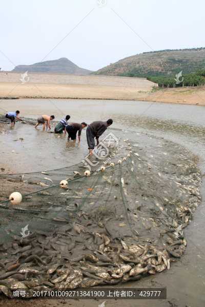 養(yǎng)殖淡水魚捕撈