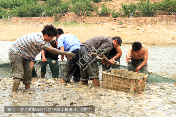 拉網(wǎng)捕魚,捕魚人