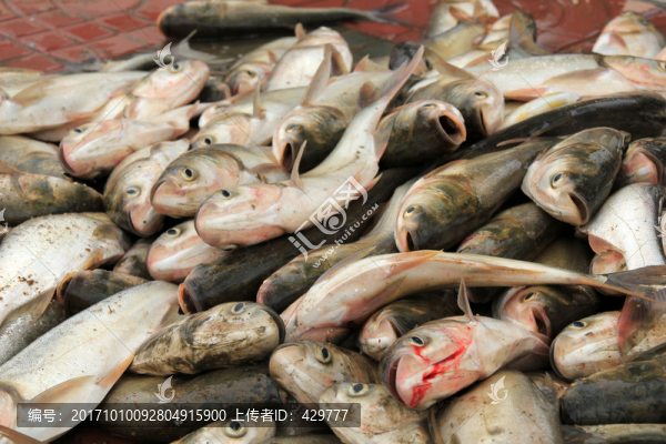 水庫(kù)捕魚(yú)