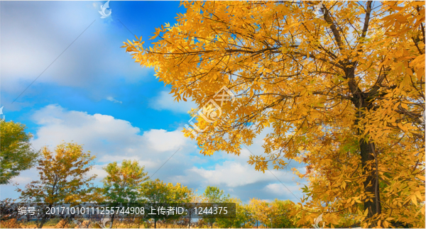 秋景