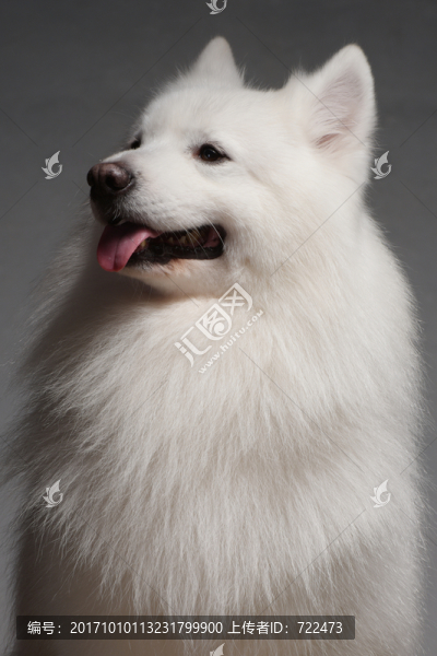 薩摩耶犬