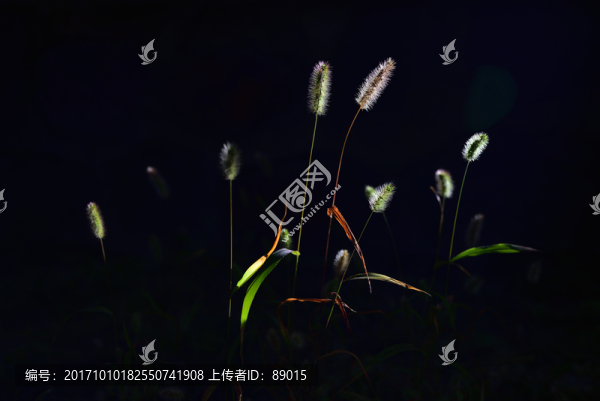 狗尾草