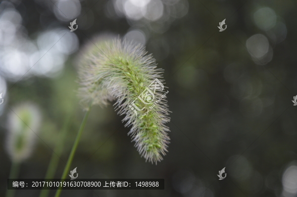狗尾草