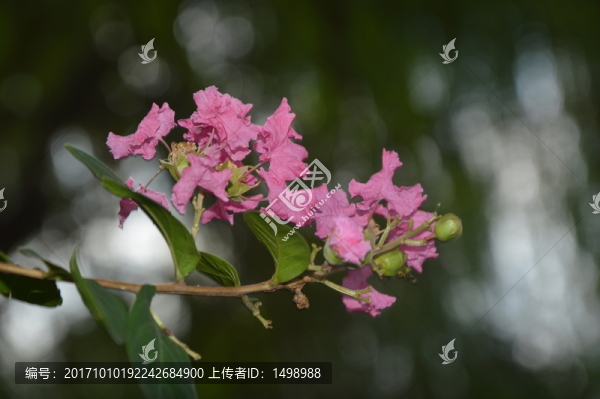 紫色小花