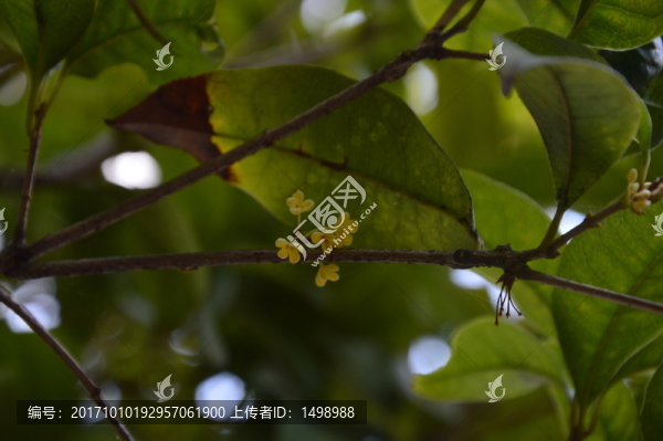 桂花