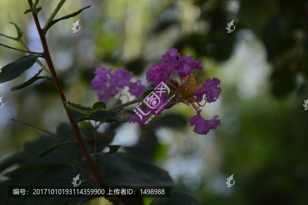野花