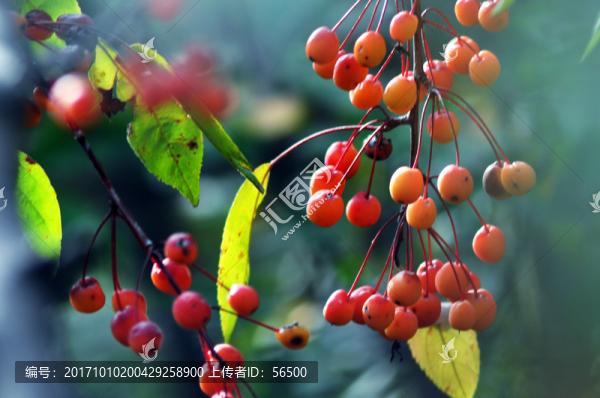 紅麗海棠