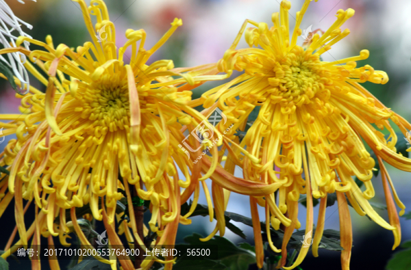 菊花