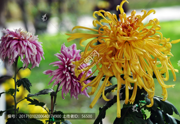 菊花