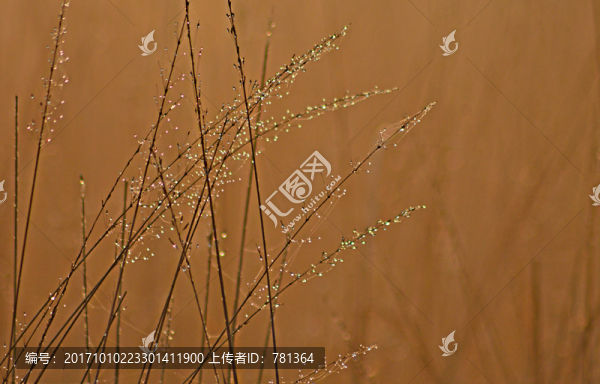 草原枯草特寫(xiě),荒草特寫(xiě)