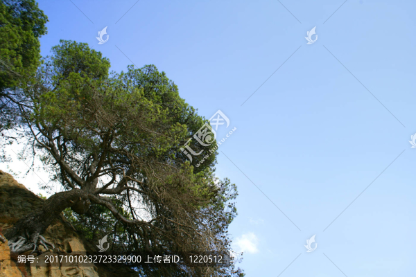 樹