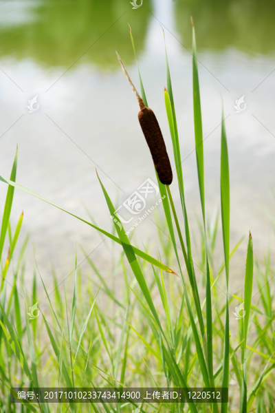 野生的