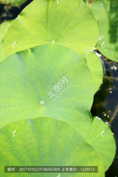野生的