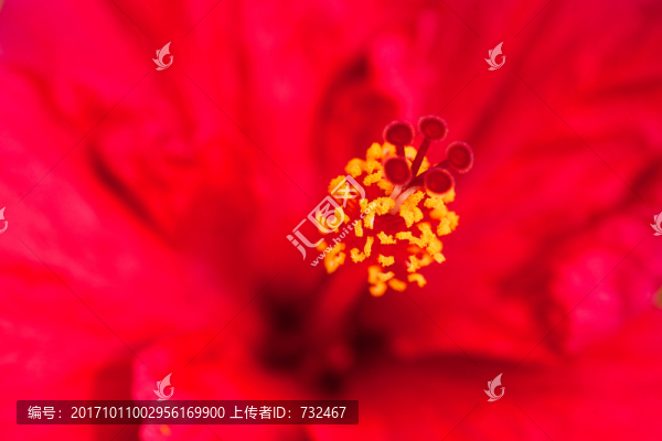 花蕊特寫(xiě)