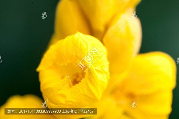 微距花卉攝影