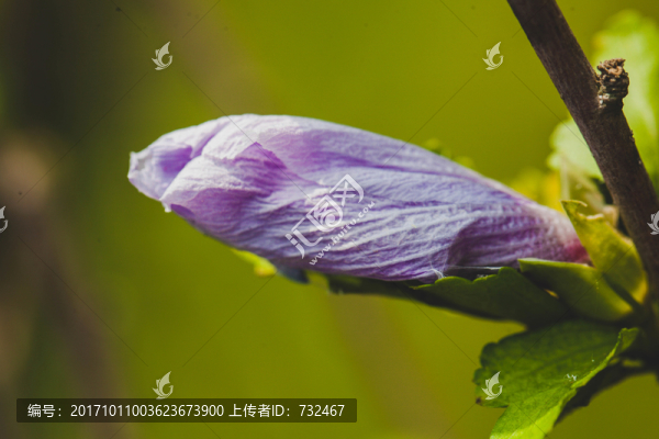 花苞微距特寫