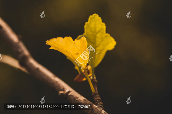 葉子微距特寫