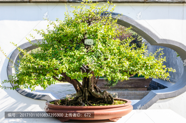 雀梅盆景