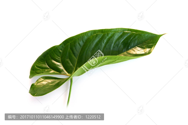 植物