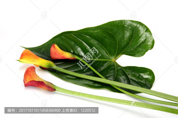 花卉