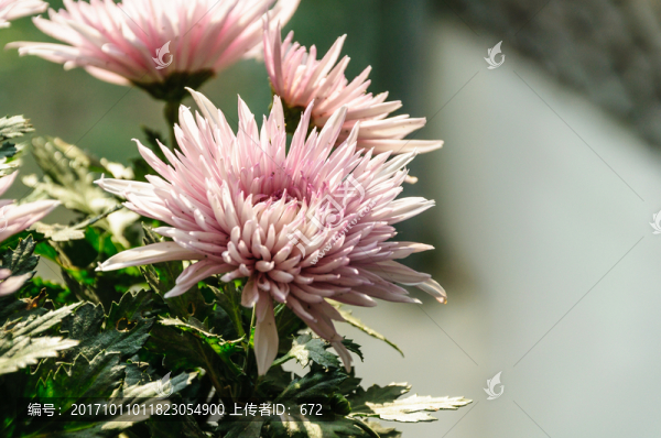 菊花