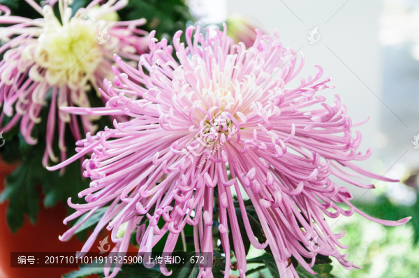 菊花