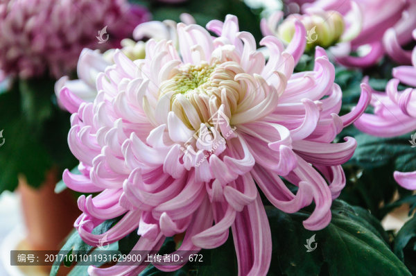 菊花