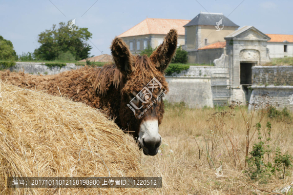 動物場