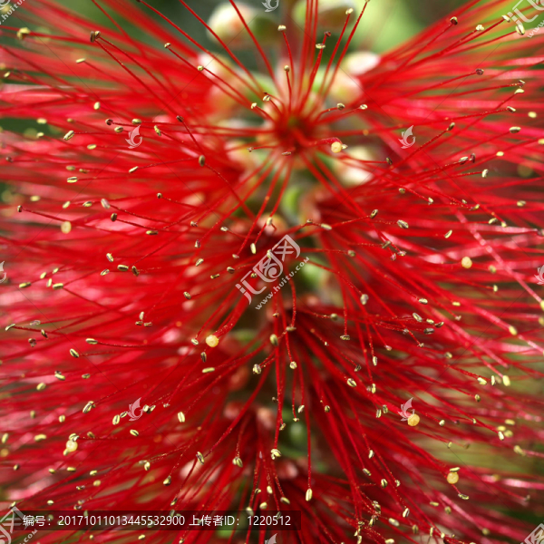 zylinderputzeriii（紅千層）