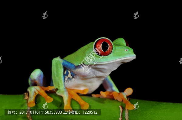 青蛙在竹