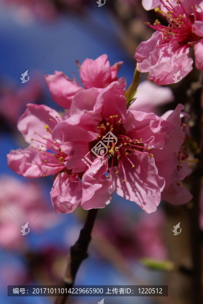 開花