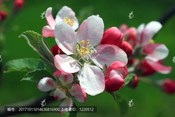 蘋(píng)果花