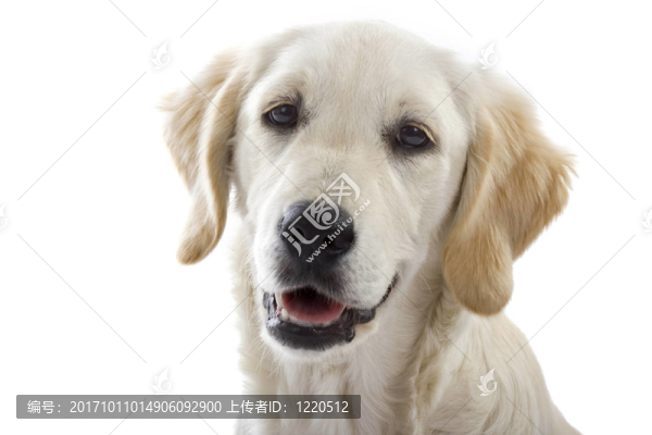 孤立的