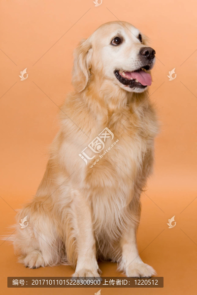 金毛獵犬