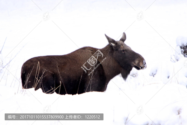駝鹿（后裔）