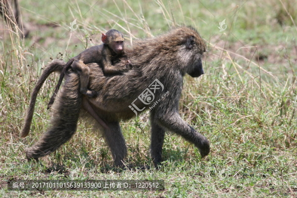 動物