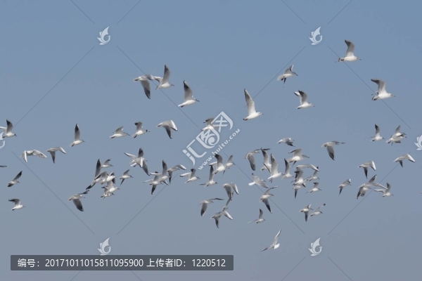 羊群1