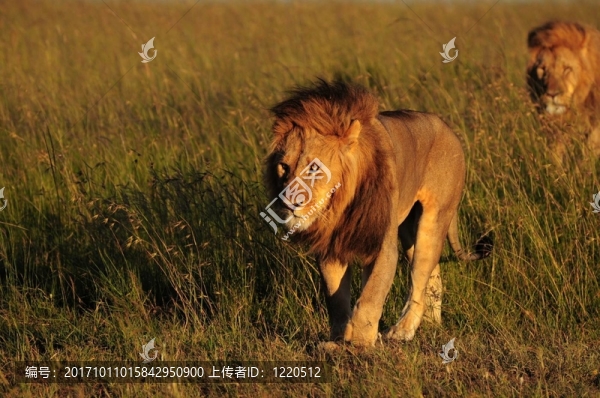 雄偉的